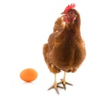 isolated chicken with egg