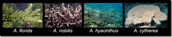 Coral-Monitoring-species_thumb2