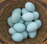 ameraucana_eggs