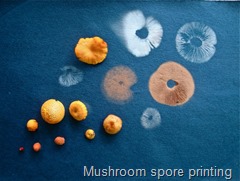 Mushroom-spore-printing