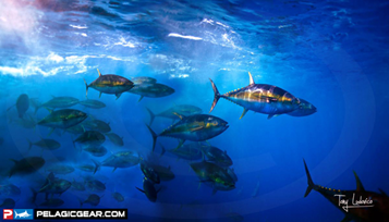Yellowfin-Tuna-Frenzy1_PELAGIC-GEAR_Tony-Ludovico-Photo