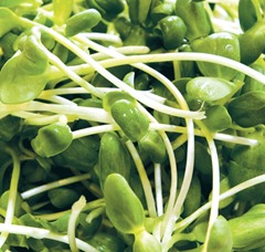 sprouts-simple_cropped_lr