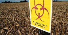 Monsanto-Launches-Damage-Control-Over-GMO-Cancer-Study-400x206