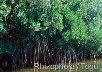 Rhizophora