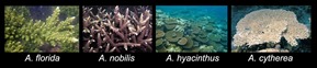 Coral Monitoring species
