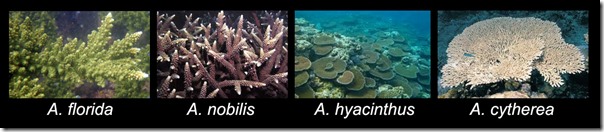 Coral Monitoring species