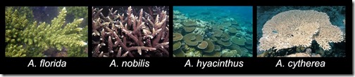 Coral Monitoring species