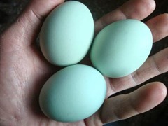 Eggs